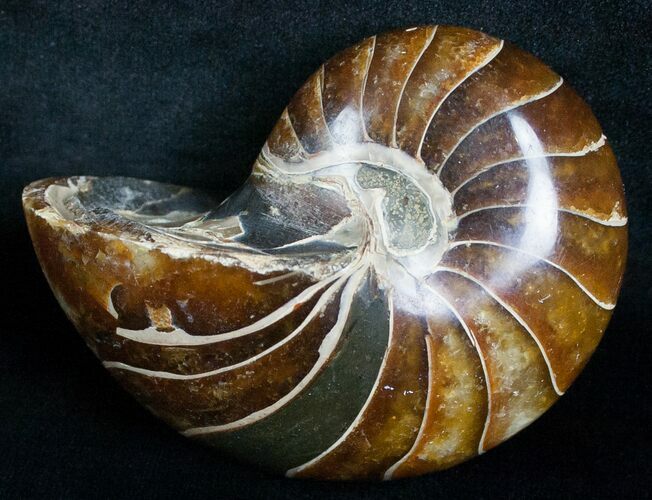 Beautiful Nautilus Fossil - Madagascar #6418